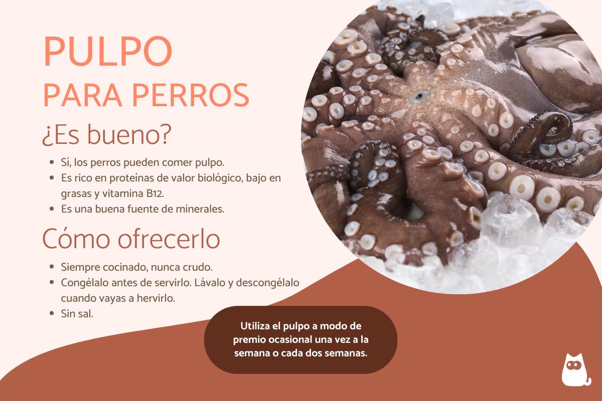 ¿Los perros pueden comer pulpo?