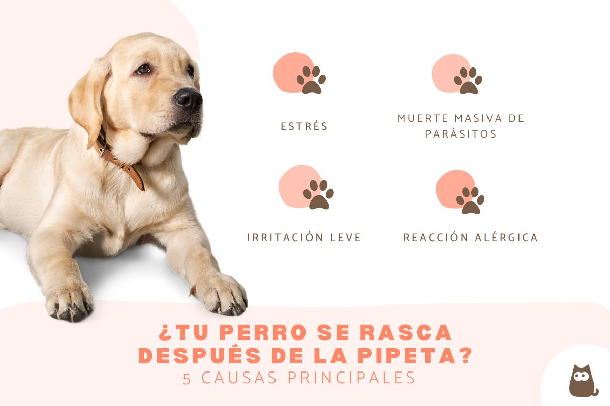 Mi perro se rasca mucho después de ponerle la pipeta: causas