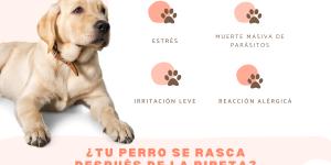 Mi perro se rasca mucho después de ponerle la pipeta: causas