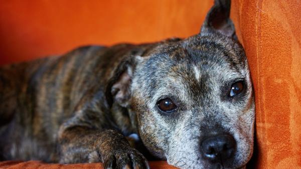 Álvaro Narváez, veterinario: “El calor puede hacer que un perro mayor esté más cansado, inquieto o desorientado” - Registrar estos cambios puede ayudar a detectar problemas antes de tiempo