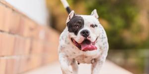 Alex Elvira, adiestrador canino: “El pitbull es uno de los perros más fáciles de adiestrar, aunque mucha gente piense lo contrario”