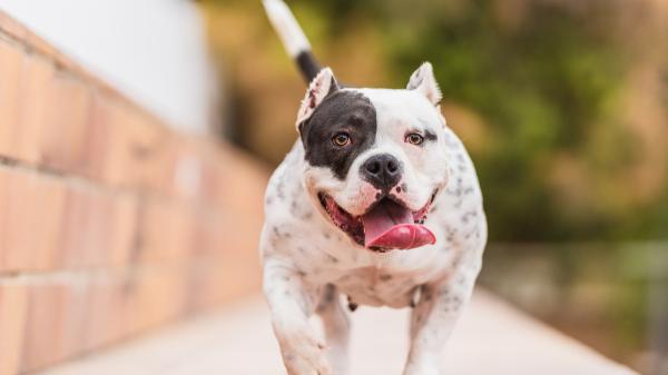 Alex Elvira, adiestrador canino: “El pitbull es uno de los perros más fáciles de adiestrar, aunque mucha gente piense lo contrario”