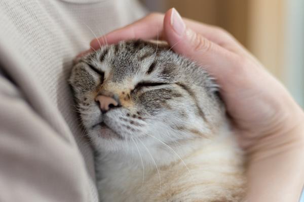 ¿Los gatos se despiden antes de morir? - ¿Cómo afrontar la despedida de un gato?