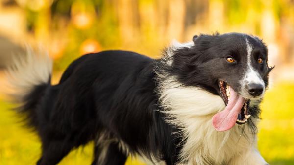 Alex Elvira, adiestrador canino: “El pitbull es uno de los perros más fáciles de adiestrar, aunque mucha gente piense lo contrario” - El border collie es muy inteligente, pero necesita aprender a gestionar el mundo que le rodea