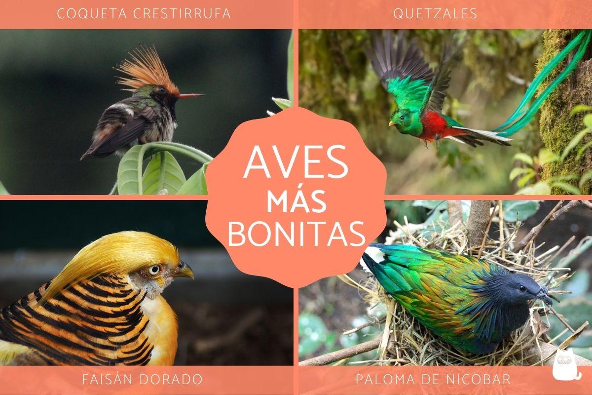 Las aves más bonitas del mundo