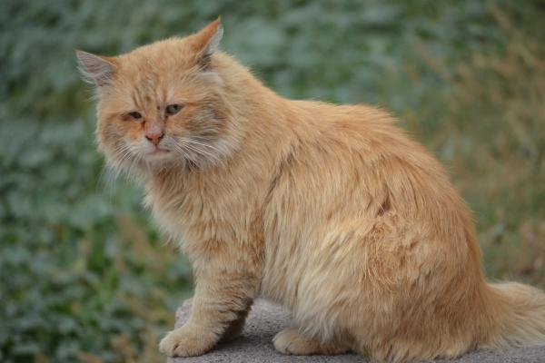 ¿Los gatos se despiden antes de morir?