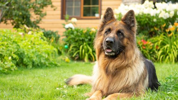 Alex Elvira, adiestrador canino: “El pitbull es uno de los perros más fáciles de adiestrar, aunque mucha gente piense lo contrario” - Los perros más capaces como el pastor alemán no siempre son los más fáciles de enseñar