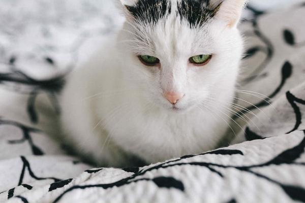 ¿Los gatos se despiden antes de morir? - ¿Realmente los gatos se despiden antes de morir?