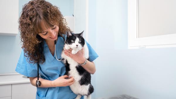 Obligaciones que tienen los dueños de gatos - ¿Cuáles son las obligaciones legales de los dueños de gatos?