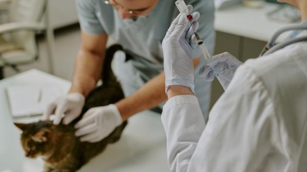 Obligaciones que tienen los dueños de gatos - Cuidados veterinarios obligatorios para gatos