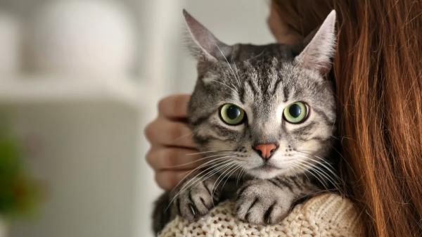 Carlos Gutiérrez, veterinario: “Los gatos eligen a su humano buscando un apego seguro, alguien que les proteja” - El motivo por el que los gatos eligen a una persona como su favorita