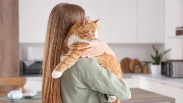 Carlos Gutiérrez, veterinario: “Los gatos eligen a su humano buscando un apego seguro, alguien que les proteja” - Los factores que influyen en el vínculo de un gato con su humano