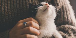 Obligaciones que tienen los dueños de gatos