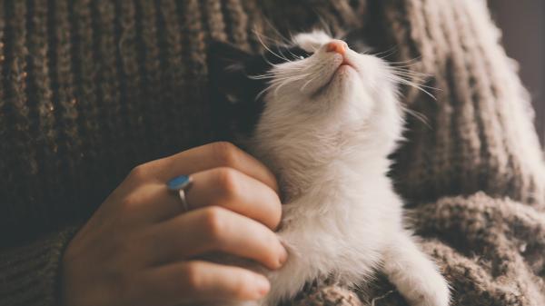 Obligaciones que tienen los dueños de gatos