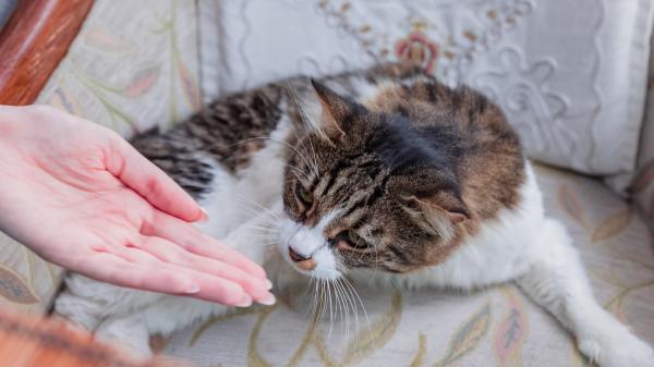 Carlos Gutiérrez, veterinario: “Los gatos eligen a su humano buscando un apego seguro, alguien que les proteja” - Qué tener en cuenta sobre el apego a la hora de adoptar un gato