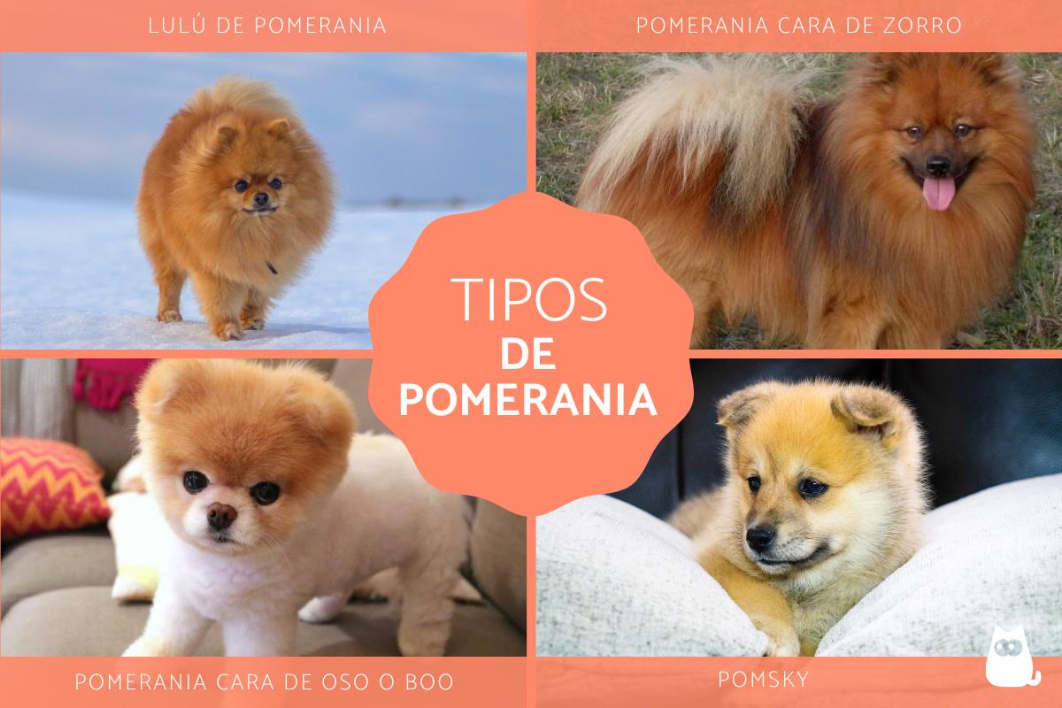 Tipos de pomerania