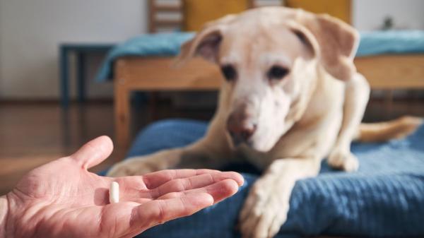 Vetoryl para perros: usos, dosis exacta y señales de alerta que debes vigilar - Dosis recomendada de Vetoryl para perros: cómo se administra correctamente