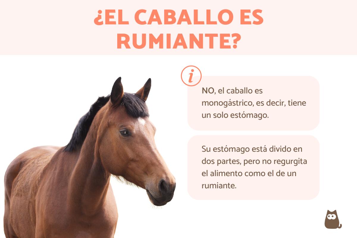 ¿El caballo es rumiante?