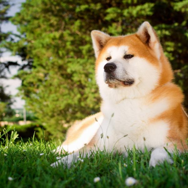 Es el AKITA INU un perro PELIGROSO? Es el AKITA INU un perro PELIGROSO?