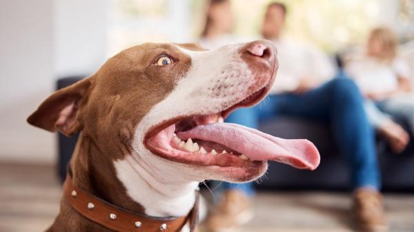 Vetoryl para perros: usos, dosis exacta y señales de alerta que debes vigilar - ¿Para qué enfermedades está indicado Vetoryl en perros?