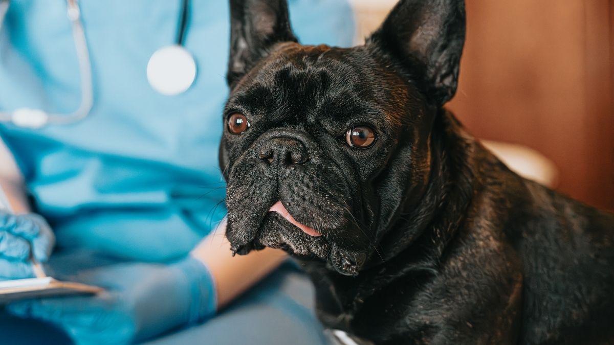 Vetoryl para perros: usos, dosis exacta y señales de alerta que debes vigilar