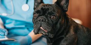 Vetoryl para perros: usos, dosis exacta y señales de alerta que debes vigilar