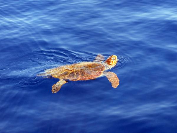 La fauna del mar Caribe - 10. Tortuga caguama