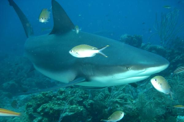 La fauna del mar Caribe - 3. El tiburón toro