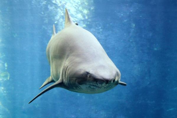 La fauna del mar Caribe - 4. Tiburón toro o sarda