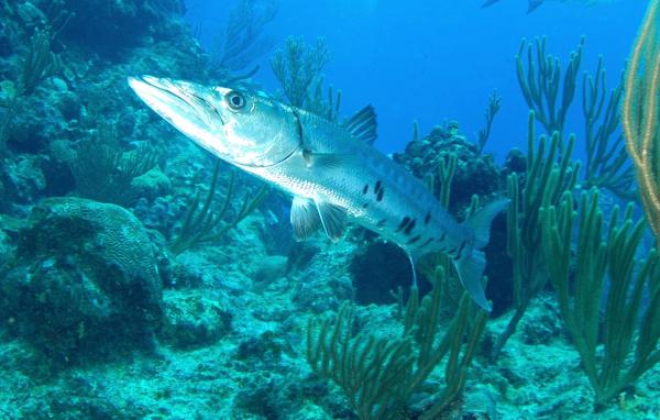 La fauna del mar Caribe - 5. La barracuda