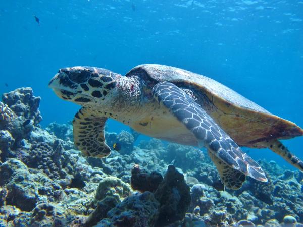 La fauna del mar Caribe - 7. Tortuga carey