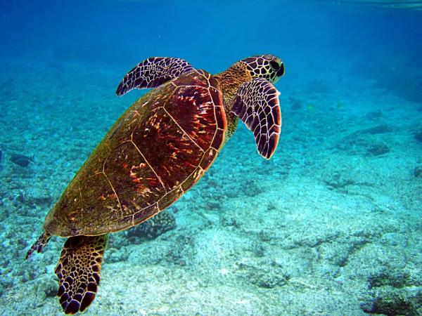 La fauna del mar Caribe - 8. Tortuga verde