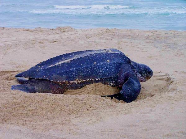 La fauna del mar Caribe - 9. Tortuga laúd