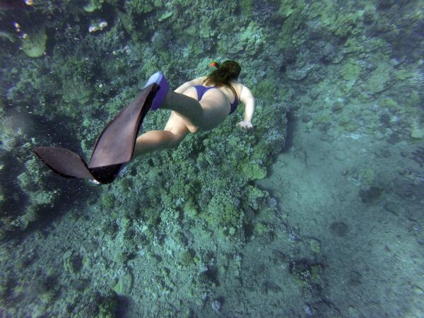 La fauna del mar Caribe