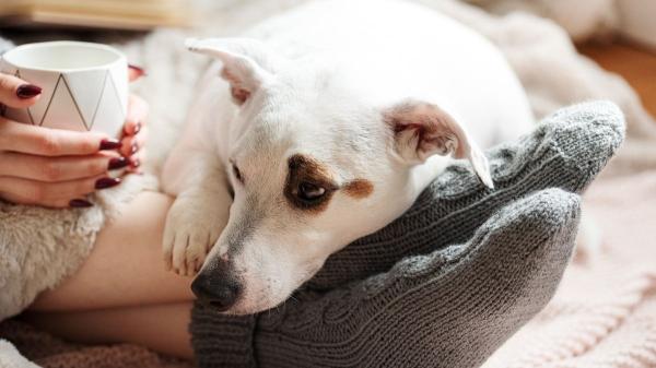Jungla Luque, adiestradora: “Si tu perro apoya la cabeza sobre ti no es solo amor, te pide ayuda para regularse emocionalmente” - La regulación emocional: cuando tu cuerpo es su “ancla”