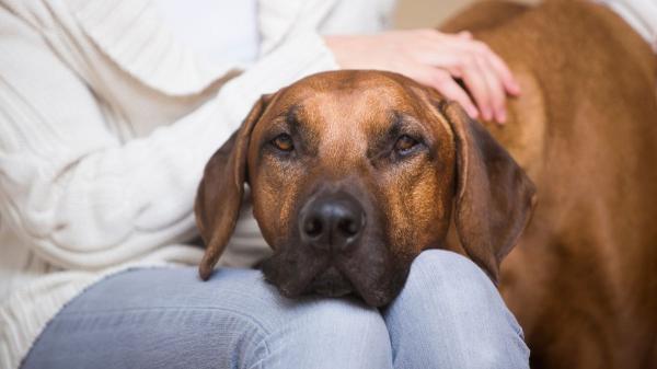 Jungla Luque, adiestradora: “Si tu perro apoya la cabeza sobre ti no es solo amor, te pide ayuda para regularse emocionalmente” - ¿Qué significa que apoye su cabeza sobre ti? La confianza como pilar del vínculo