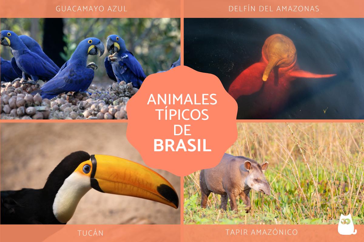 Animales de Brasil