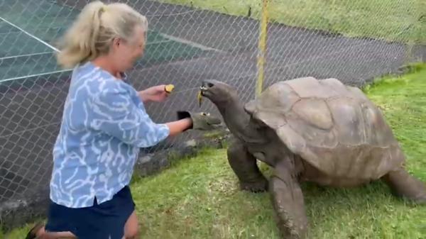 Tiene 193 años y sigue viva: la historia de la tortuga Jonathan que desafía todo lo conocido y desconcierta a los científicos - Así vive Jonathan, la tortuga de casi 200 años