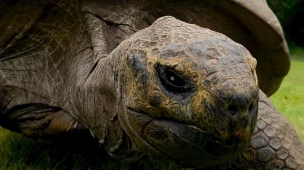 Tiene 193 años y sigue viva: la historia de la tortuga Jonathan que desafía todo lo conocido y desconcierta a los científicos - Los factores que explican la longevidad extrema de Jonathan