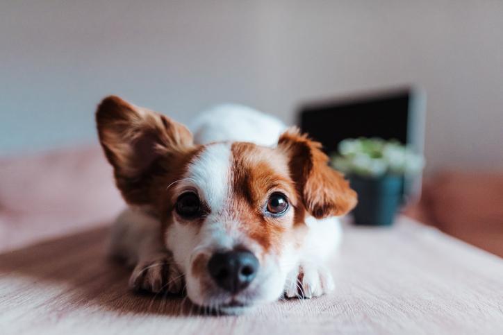 con qué frecuencia debes enjuagar las orejas de tu perro