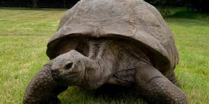 Tiene 193 años y sigue viva: la historia de la tortuga Jonathan que desafía todo lo conocido y desconcierta a los científicos