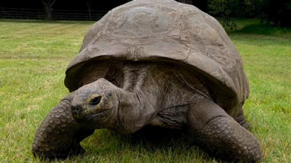 Tiene 193 años y sigue viva: la historia de la tortuga Jonathan que desafía todo lo conocido y desconcierta a los científicos