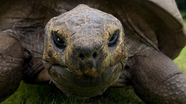 Tiene 193 años y sigue viva: la historia de la tortuga Jonathan que desafía todo lo conocido y desconcierta a los científicos - Un viaje de casi dos siglos: de Seychelles a Santa Elena