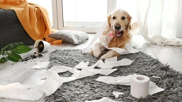 No te van a sancionar por dejar al perro solo en casa más de seis horas: esto es lo que dice realmente la Ley de Bienestar Animal en España - Las señales que indican que tu perro no está bien cuando se queda solo