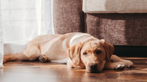 No te van a sancionar por dejar al perro solo en casa más de seis horas: esto es lo que dice realmente la Ley de Bienestar Animal en España