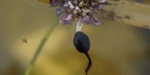 ¿Qué comen los renacuajos?