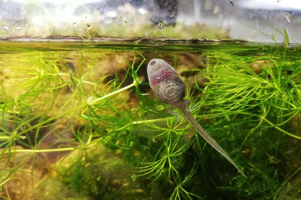 ¿Qué comen los renacuajos? - ¿Qué comen los renacuajos de rana?