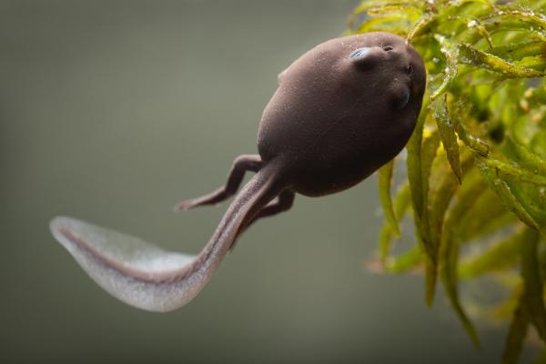 ¿Qué comen los renacuajos? - ¿Qué comen los renacuajos de sapo?