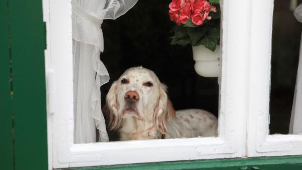 No te van a sancionar por dejar al perro solo en casa más de seis horas: esto es lo que dice realmente la Ley de Bienestar Animal en España - Qué dice realmente la Ley de Bienestar Animal en España sobre dejar al perro solo