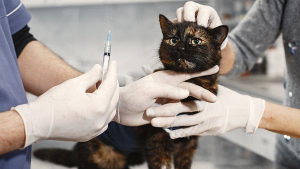 Los científicos japoneses coinciden: un nuevo tratamiento podría duplicar la esperanza de vida de los gatos y cambiar la medicina veterinaria - Así funciona la terapia que busca alargar la vida de los gatos con enfermedad renal crónica